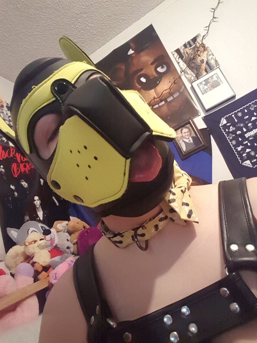 CorgoPistachio's tweet photo. Selling my old Mr.S hood for $80 including shipping (in the us). Pm me if interested! No nsfw interactions! Paypal only! https://t.co/7vqHVwrM6R