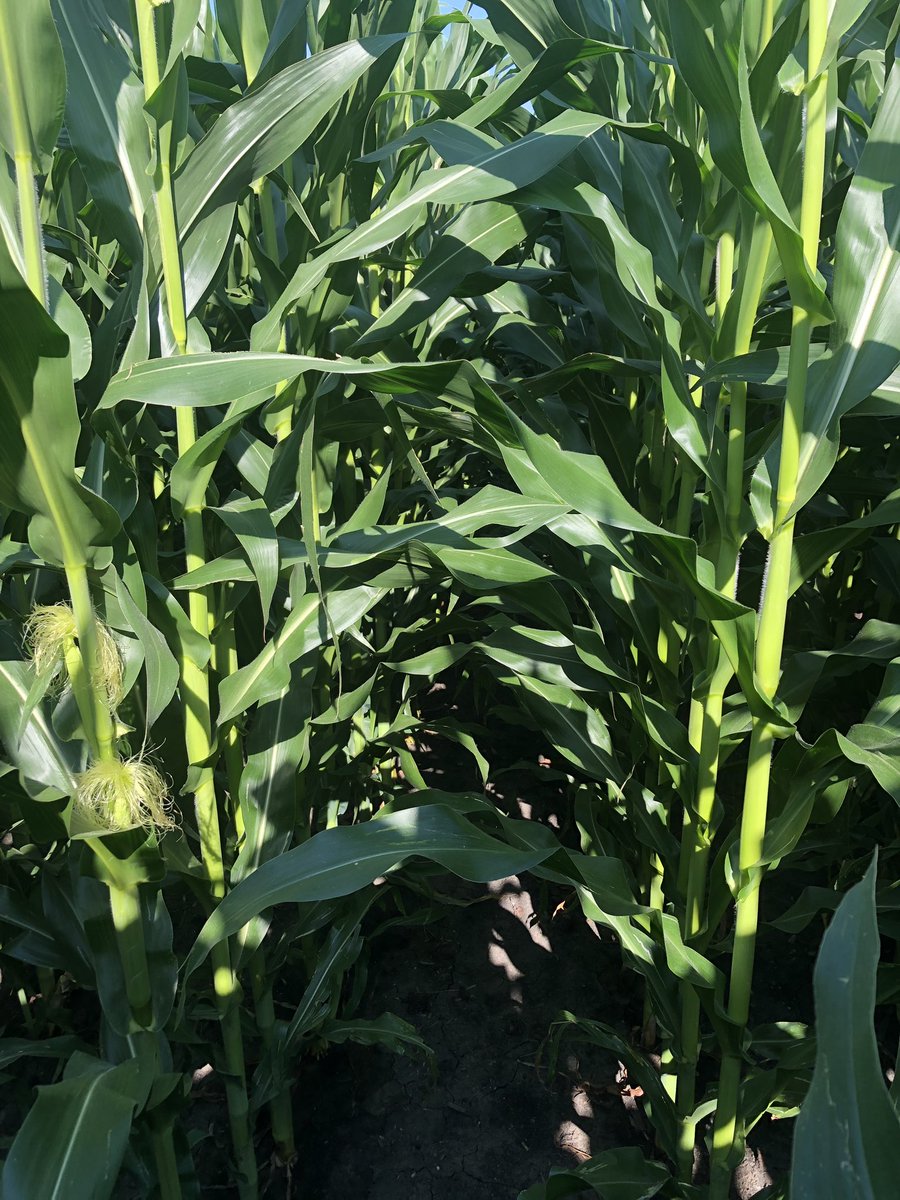 Alex Petersen tweet media