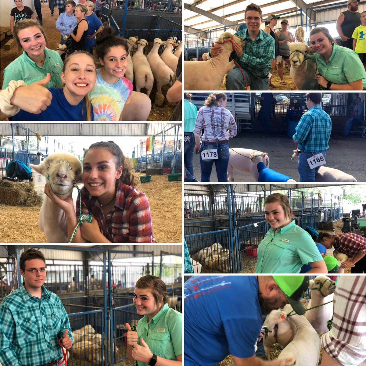 dubcffa's tweet photo. We came and we conquered the 2019 State Sheep Show! In the two day trial of this competition we’ve had Madison McDonald, Maci Ferral, and Simone Allen make it to the final round of the Showmenship and a Registered Ewe Show battling for Grande Champion! #sheepshow2019 #wilsonffa https://t.co/jFDwF1i5yE