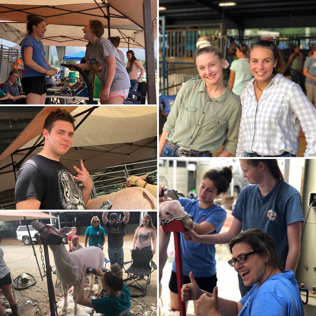 dubcffa's tweet photo. We came and we conquered the 2019 State Sheep Show! In the two day trial of this competition we’ve had Madison McDonald, Maci Ferral, and Simone Allen make it to the final round of the Showmenship and a Registered Ewe Show battling for Grande Champion! #sheepshow2019 #wilsonffa https://t.co/jFDwF1i5yE