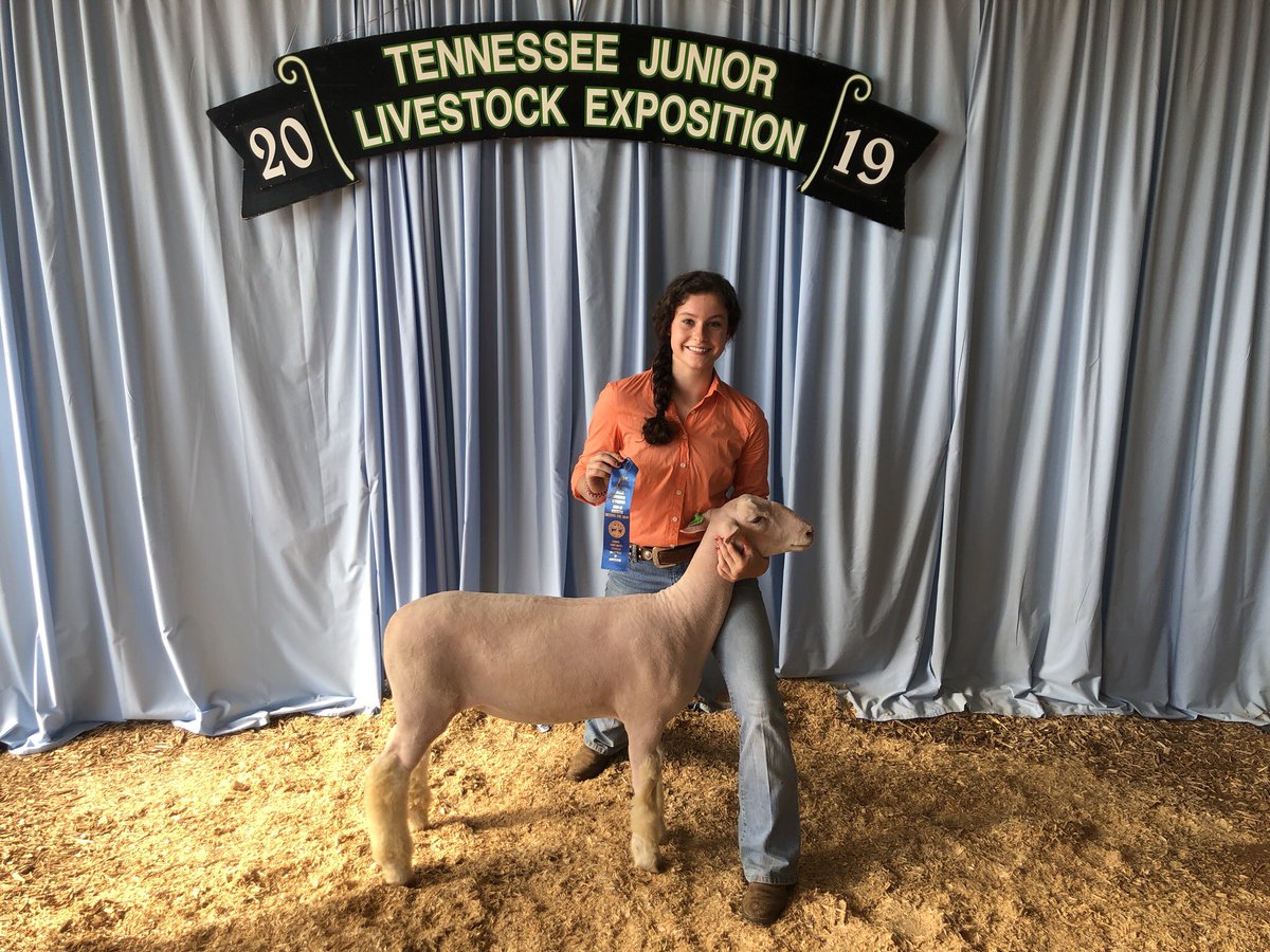 dubcffa's tweet photo. We came and we conquered the 2019 State Sheep Show! In the two day trial of this competition we’ve had Madison McDonald, Maci Ferral, and Simone Allen make it to the final round of the Showmenship and a Registered Ewe Show battling for Grande Champion! #sheepshow2019 #wilsonffa https://t.co/jFDwF1i5yE