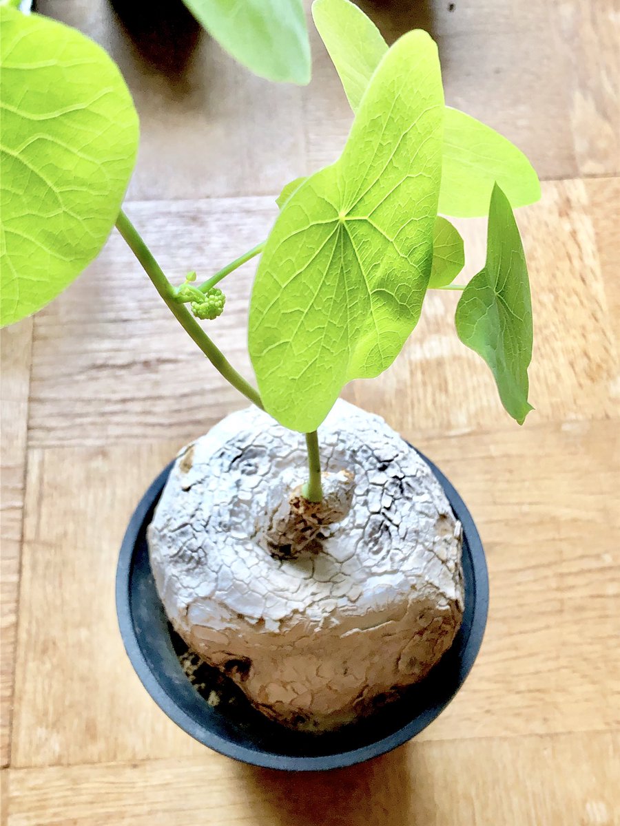 まーてぃん 大きい葉と芋 コレはなんだ コーデックス 塊根植物 サボテン 多肉植物 ステファノ ヴェノサ