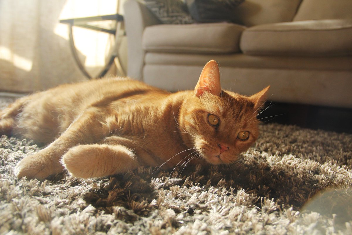 maddycwalker's tweet photo. Anyone need a cat model because LOOK AT THIS BEAUTIFUL BOY https://t.co/rmC1Vfozph