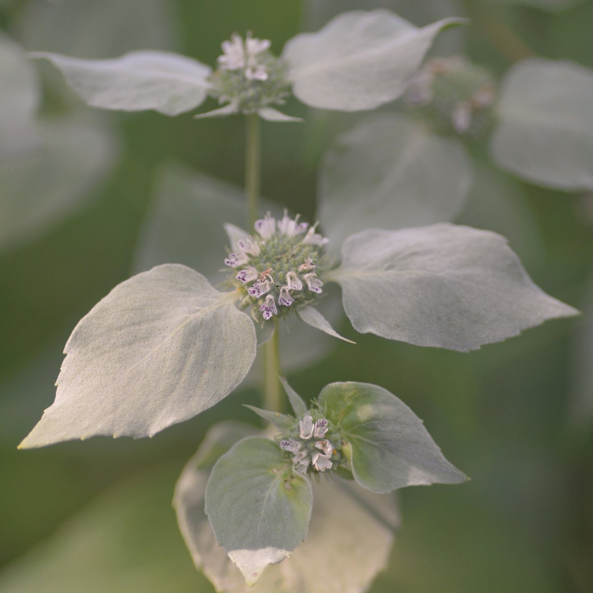 Bowmans_Hill_WP's tweet photo. Blooming now at the Preserve, hoary mountain mint (Pycnanthemum incanum) typically grows in dry open woods, thickets & fields in the eastern US from Maine to Illinois, & south to eastern Texas & northern Florida. Pollinators flock to the blooms of this native perennial. #Bhwp https://t.co/JiFVOm9ERF
