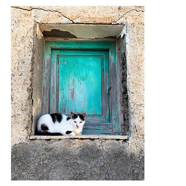 So many cats in a small island
A Linosa chi ama gli animali dopo i primi giorni si ritrova a girare per l’isola con una scatola di cibo per gatti nello zaino. Perché i felini sono tanti e pochi rifiutano una coccola e una manciata di crocchette.

#linosa… ift.tt/32DgNi4