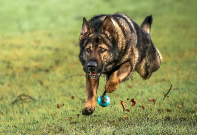 The K9 team to give you a perfect 'paws up' <a href="/PawsUpBob/">PawsUp Bob</a> display at #BikeWise2019 :     bikewisenews.org.uk/2019/07/k9-tea…
