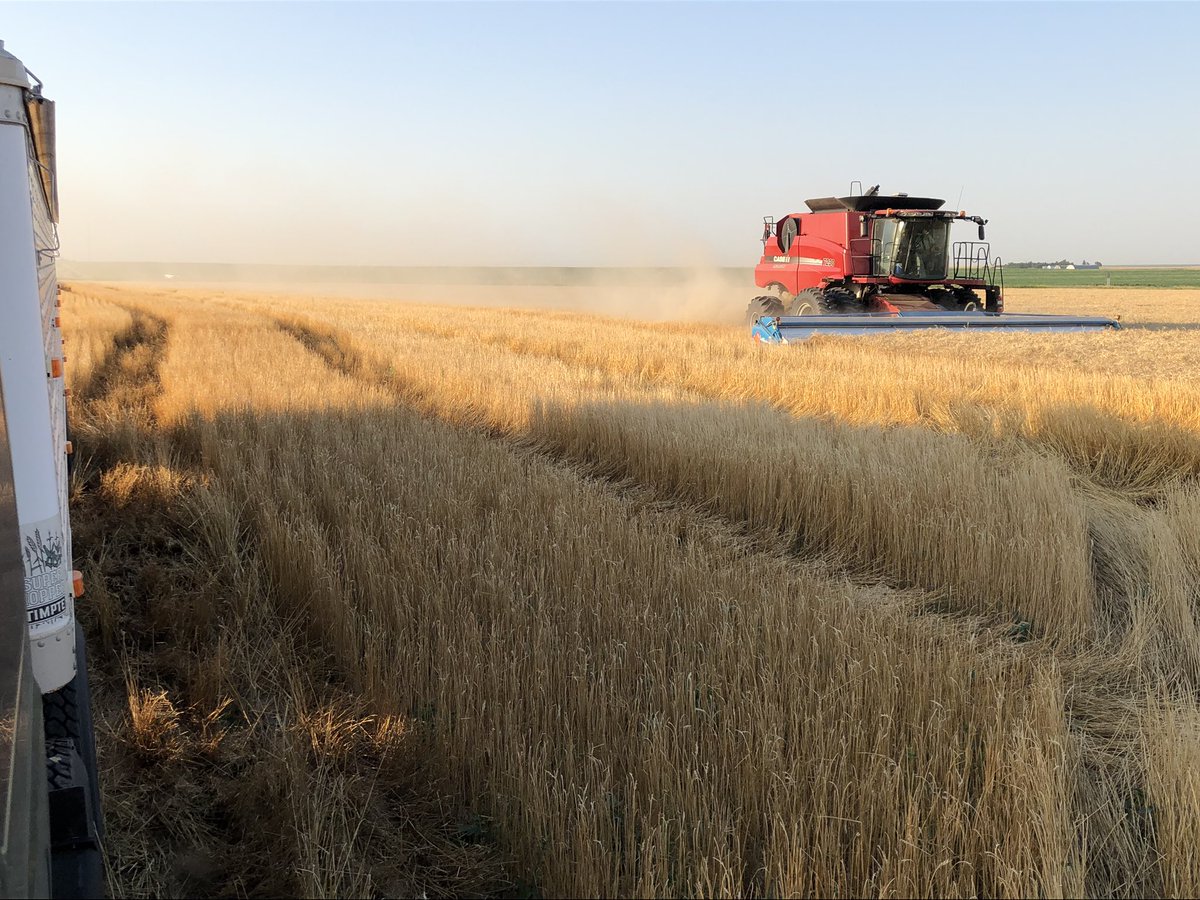 Last field of wheat harvest 2019. <a href="/NebraskaWheat/">Nebraska Wheat</a> <a href="/NationalWheat/">National Wheat Foundation</a> <a href="/NTVsGrow/">NTV's Grow</a>