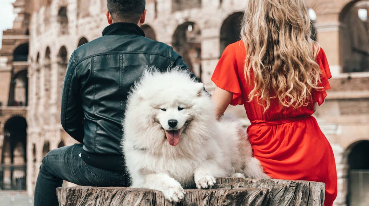 lifehacker's tweet photo. Traveling abroad with a pet is no easy feat, but we're here to help. #MileHighWeek https://t.co/kRYklXmLHy https://t.co/0i5wuhIP7Z