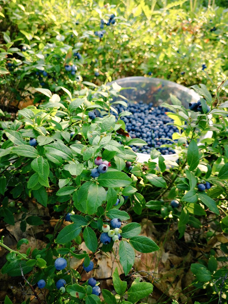 Miin(an) - Blueberry (s)
Ngii-miin-ike - I picked blueberries
Aagawizo - s/he conceals the source/place where berries are being picked

#anishinaabemowin