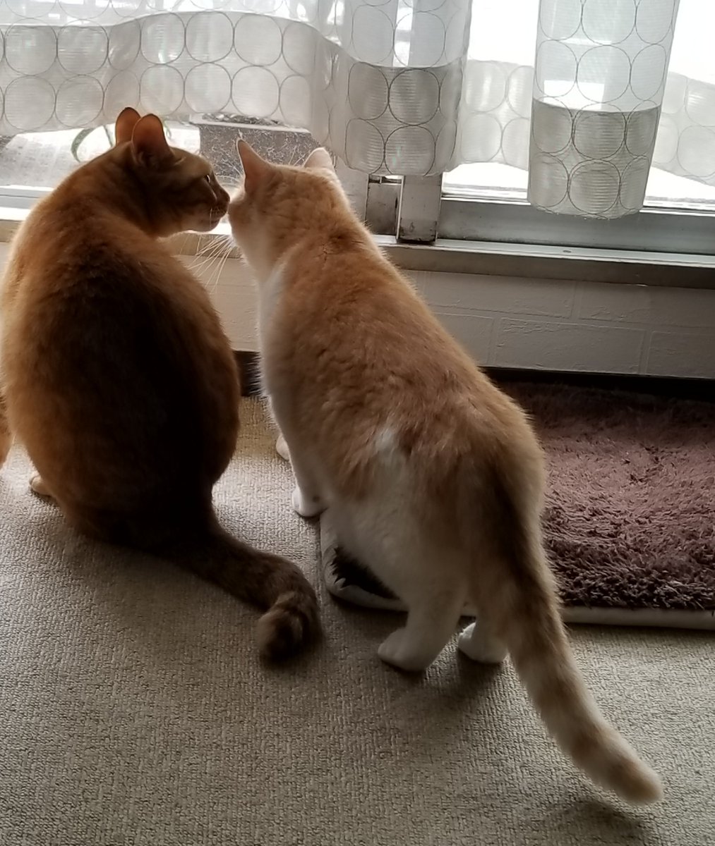 ベランダから鳥を見た二匹の猫
Two cats found a bird from the window.