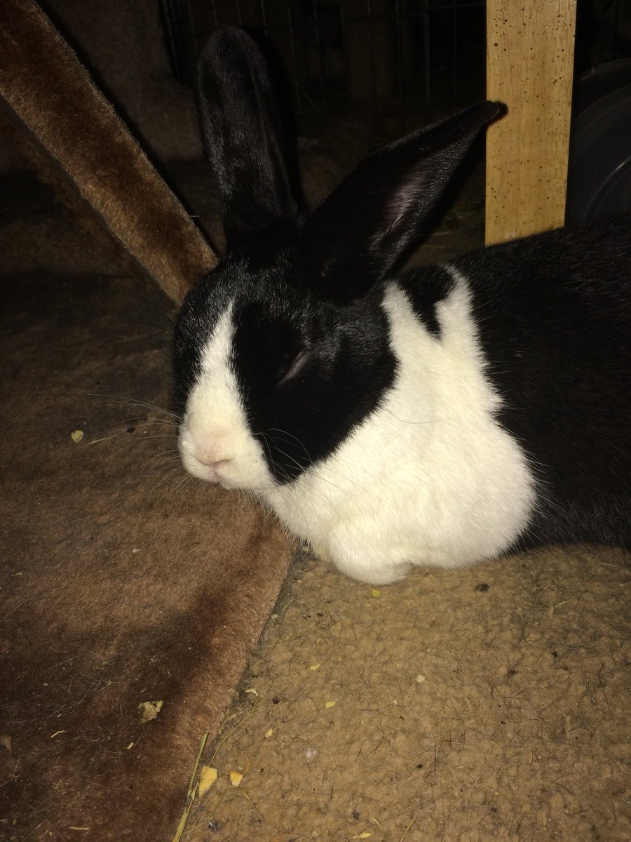preciousways12's tweet photo. Wilson: sleep well friends! It’s that magical time when Mom has to go to bed!! Us too! https://t.co/8V7S0Ys9ec