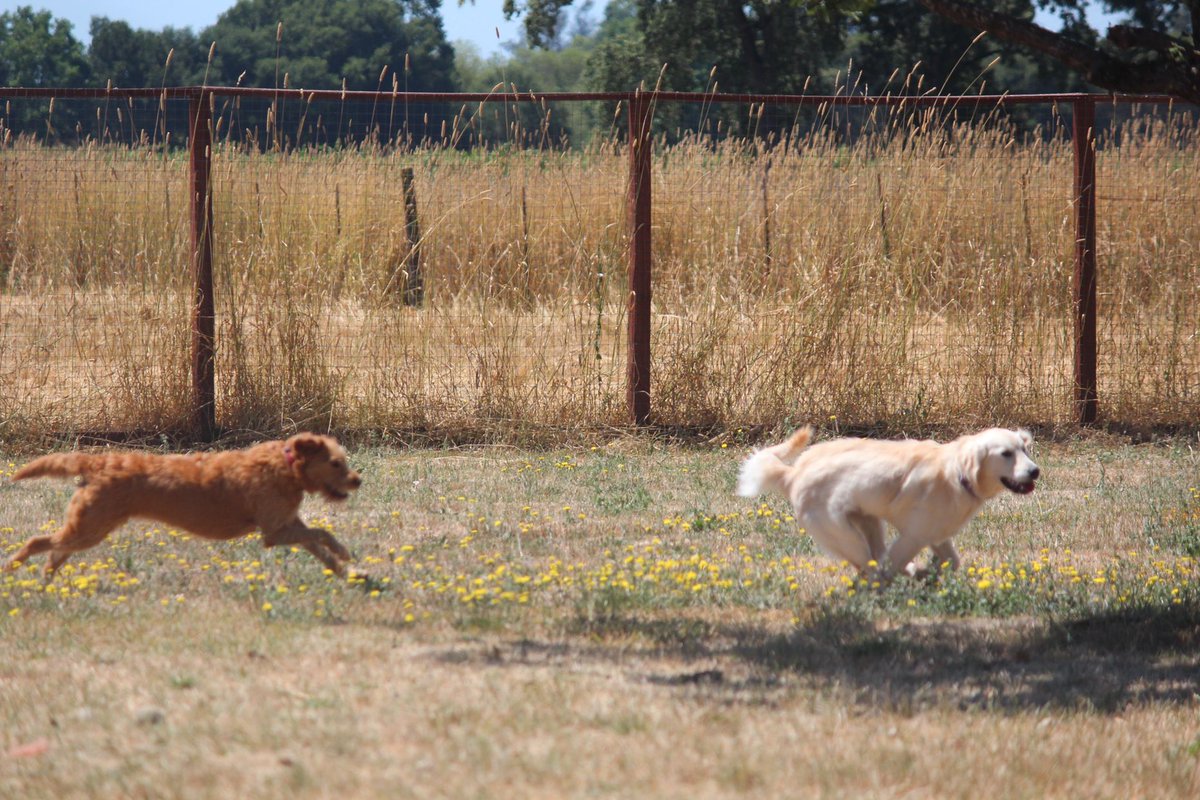 barknbarrel's tweet photo. Friday fun 
#dogvacay #dogdaycare #doglife #santarosa https://t.co/ofbKjnJvxd