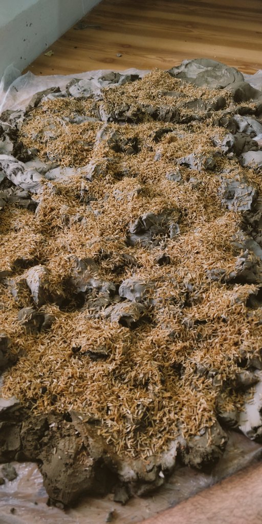 Always enjoy preparing clay for  sculpture. mixing two type of caly, texture of paddy rice, Arabic gum (for binding), Fenugreek(antifungal effect.) sprouts are coming out. More soon..