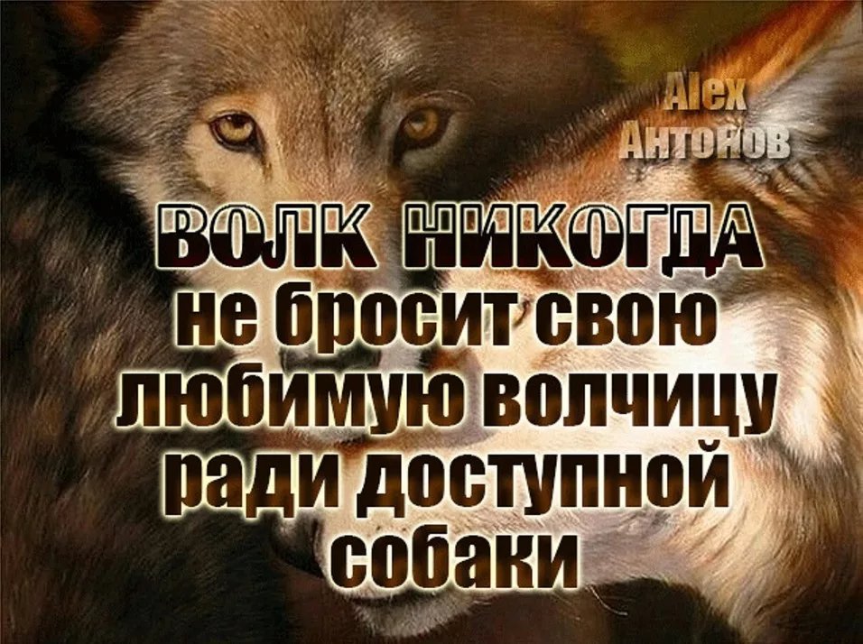 Удел достойных. Цитаты волка. Удел безвольных созерцать удел. Удел достойных. Цитаты про правду.