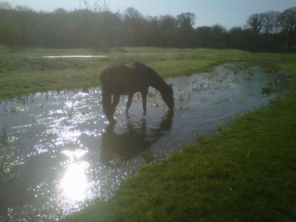 stevesmith791's tweet image. @CharlesWalkerMP @BimAfolami @grantshapps @heidiallen @stalbansmp @Feargal_Sharkey @VerValleySoc   Ahead of Monday’s debate I attach 3 pictures of the Ver chalk stream in the same meadow between Redbourn G.C. and the by pass &amp;amp; the huge changes since horse in river photo 2013.