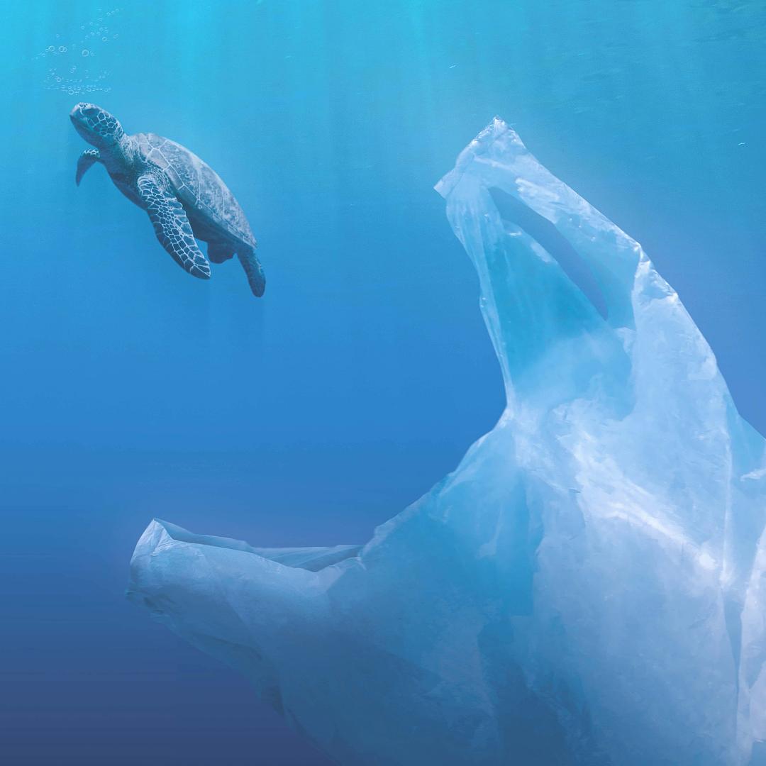 signusecovalor's tweet image. Nuestra basura es el peor depredador para la vida marina. 
#stopplasticos #basuramarina #océanoslimpios