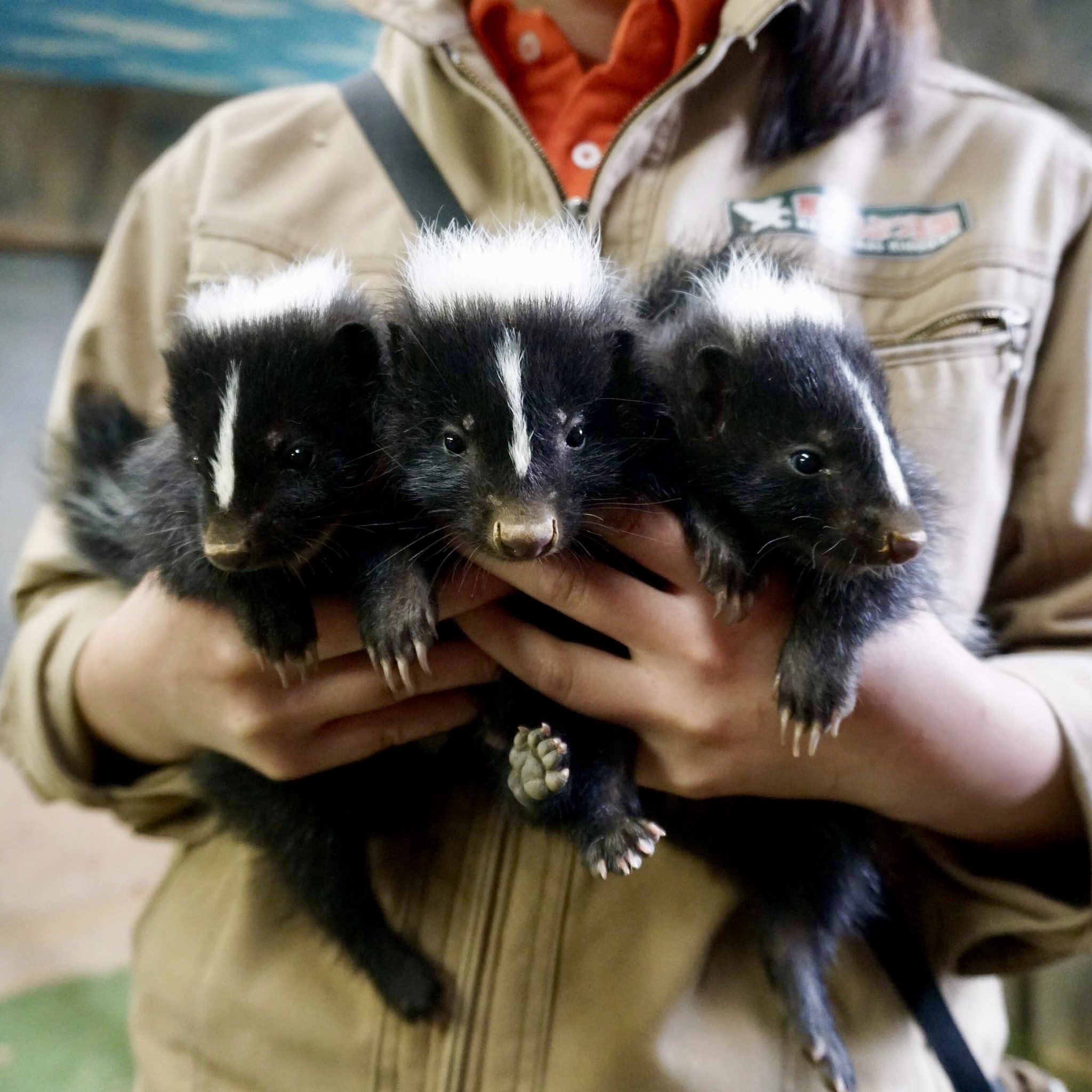 Nasu きらめきgirls スカンクの子供かわいい 那須どうぶつ王国 スカンク