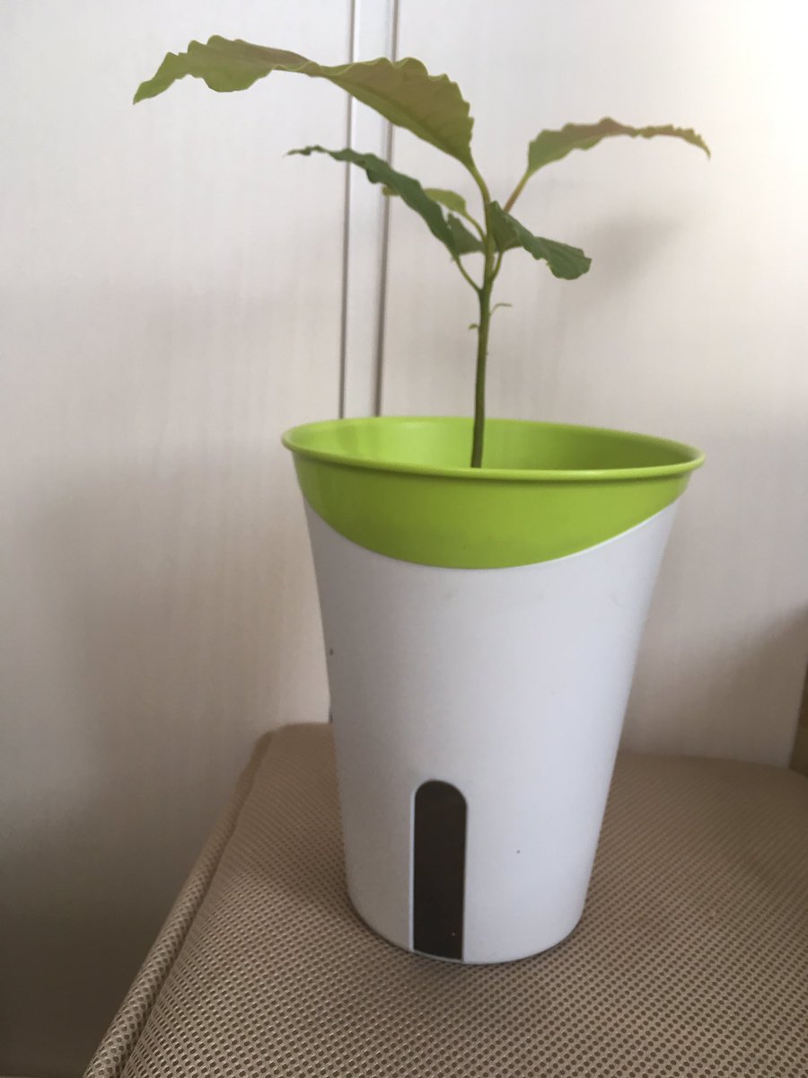 あおざい アボカド 寒いので室内に避難 伸びないねぇ