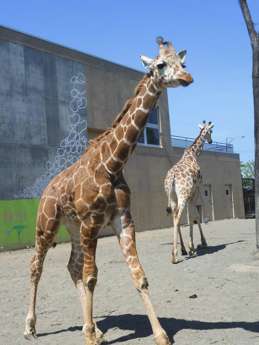 旭川市旭山動物園 公式 Na Twitteru 明日7月21日のワンポイントガイド 日曜 祝日に開催中 飼育スタッフが毎回テーマを決めてお話しをするワンポイントガイド 明日のテーマは きりん舎のキリンたち 13時30分にきりん舎外放飼場前にお集まりください 動物