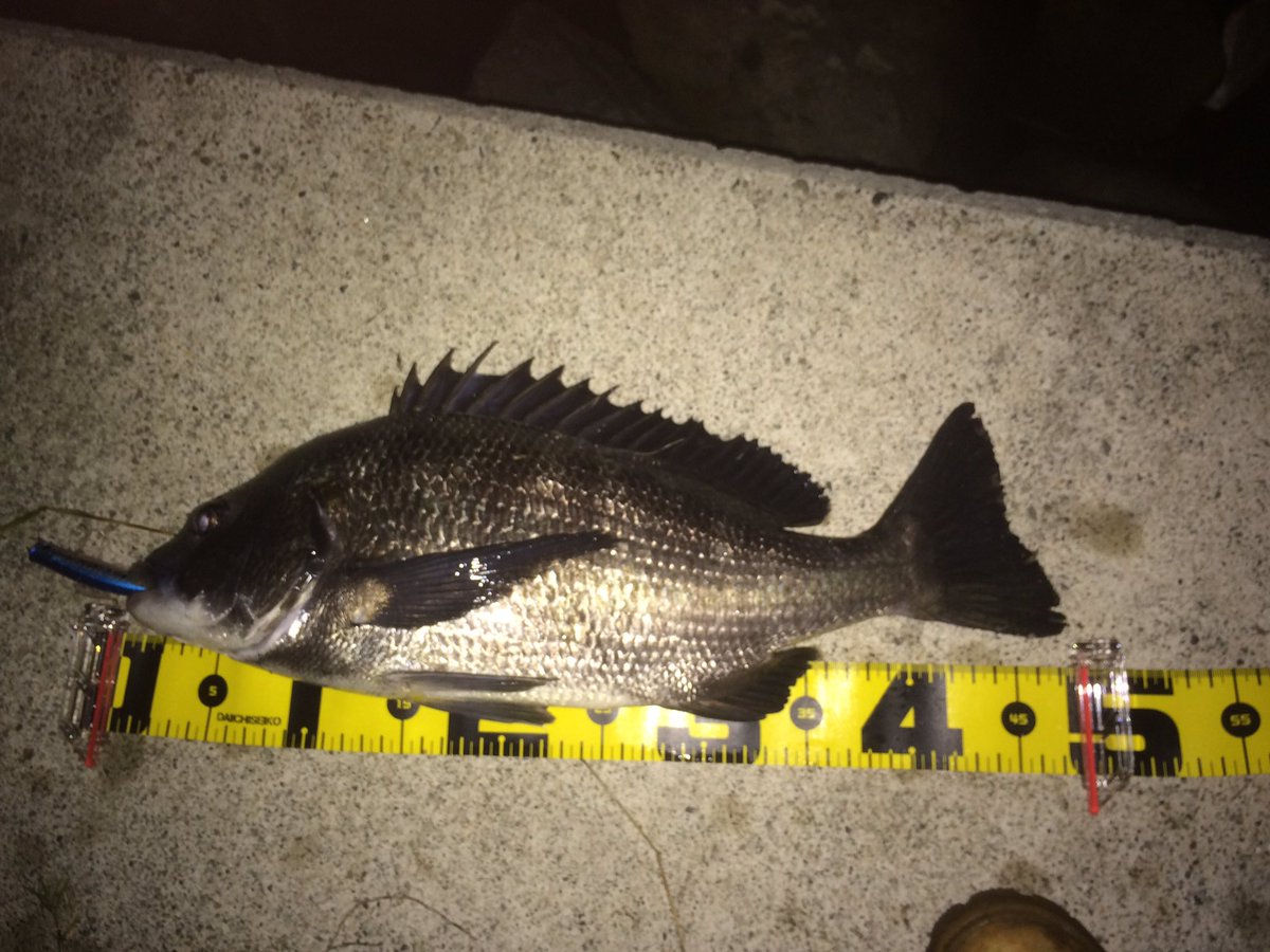 月亭方気 昨夜の釣果 金沢大野川 47 5cmチヌ ルアーはシャローリップレスミノー サーフェスワンダー75 48 5cmシーバス ルアーはバイブレーション バリッド55 金沢 大野川 釣り ルアー シーバス チヌ ラッキークラフト サーフェスワンダー