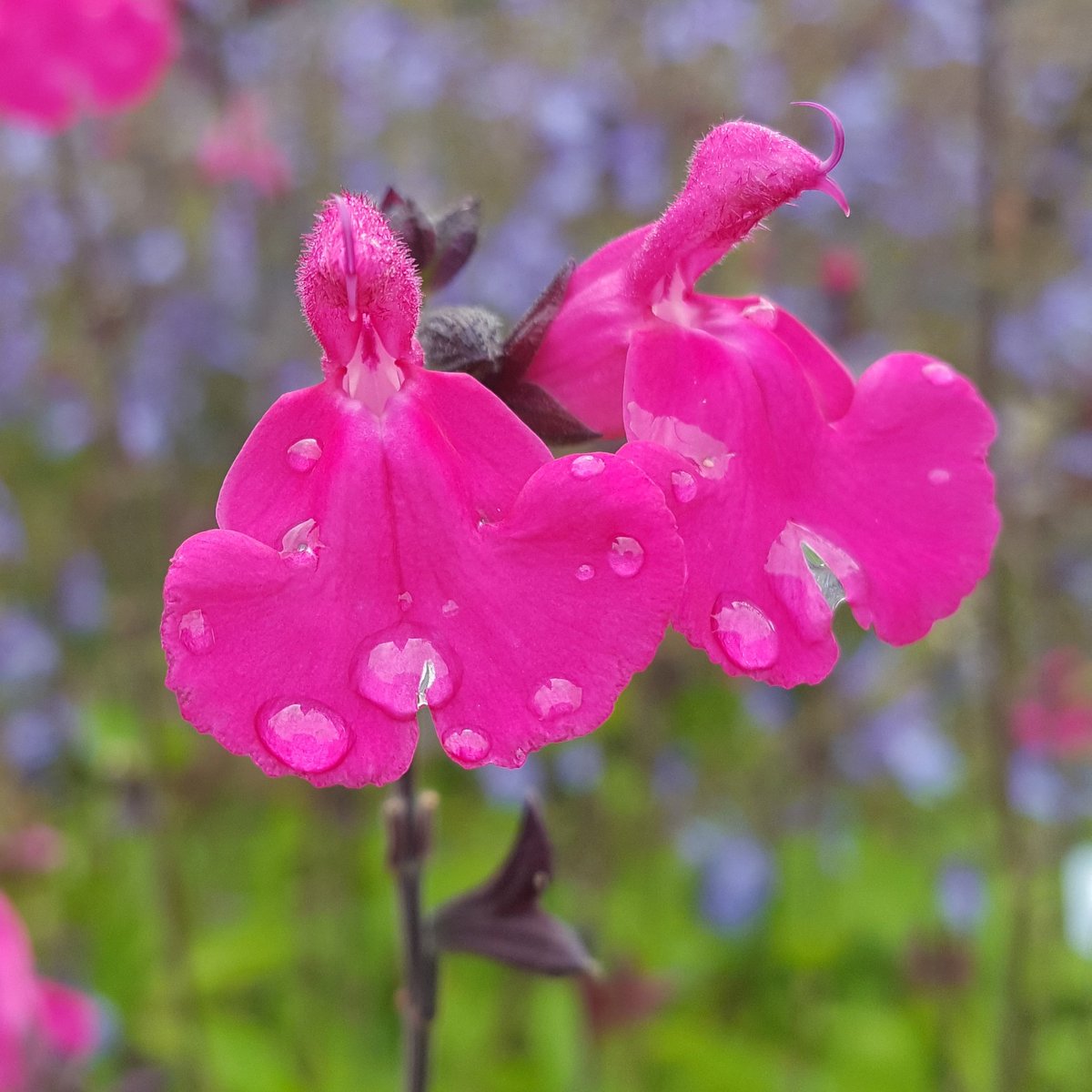 PlantPref's tweet photo. Salvia 'Cerro Potosi'
#salvia #salviacerropotosi #shrubbysalvia #hardysalvia #drainedsoil #fullsun #pinkflowers #magentaflowers https://t.co/DkqCi7npBx