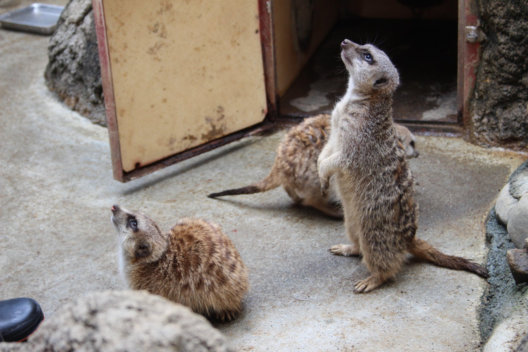ミーアキャット 笑顔のミーアキャット (千葉市動物公園) 2017年9月24日 | ZFC.jp