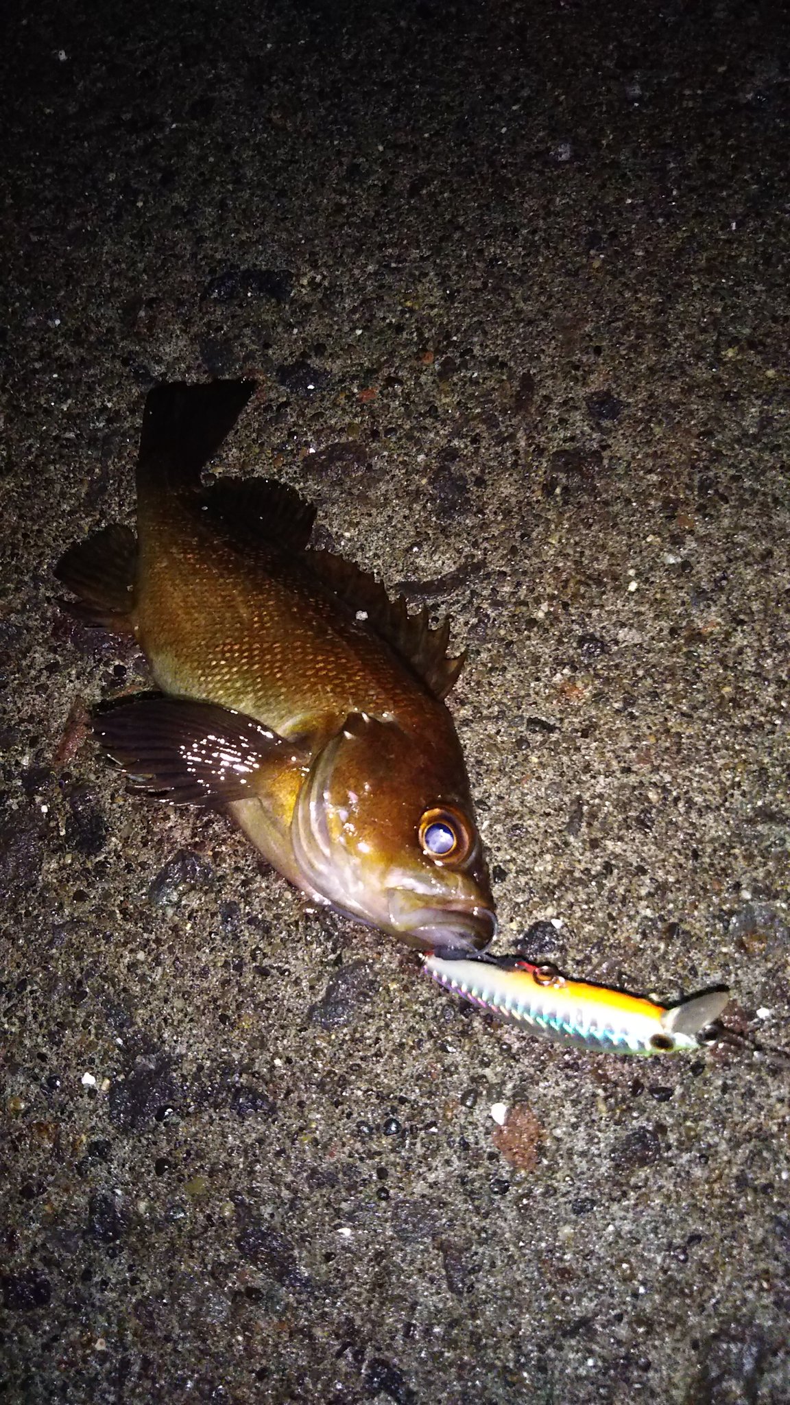 魚 釣り人間 昨日はライトタックルでトラウトで使ってるハードルアー縛りでガヤフィッシング ワームとはまた違った面白さがあり1投1匹の入れ食いで楽しめました 利尻島 利尻富士 ルアーフィッシング 使用ルアー トラウティンウェイビー Kj D