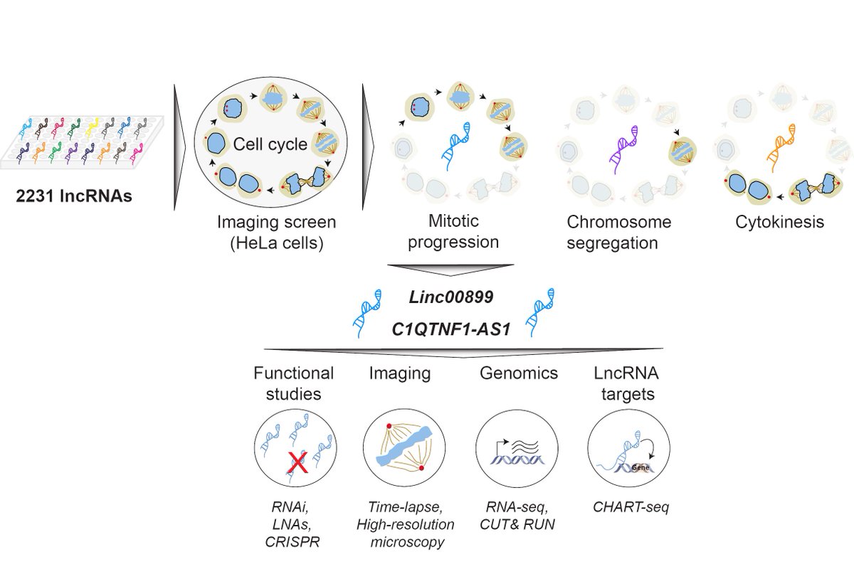 Lovorka Stojic (@stojic_lovorka) on Twitter photo Check out our latest preprint on <a href="/biorxivpreprint/">bioRxiv</a> on the role of #lncRNAs in cell division.biorxiv.org/content/10.110… …
Great collaboration with Aaron Lun, <a href="/MascalchiP/">Mascalchi Patrice</a> <a href="/ChristinaErnst_/">Christina Ernst</a> @Alexis_Barr @BakalLabICR <a href="/MarioniLab/">MarioniLab</a> Duncan Odom & <a href="/fanni_gergely/">Omar Apes</a> Check out our latest preprint on <a href="/biorxivpreprint/">bioRxiv</a> on the role of #lncRNAs in cell division.biorxiv.org/content/10.110… …
Great collaboration with Aaron Lun, <a href="/MascalchiP/">Mascalchi Patrice</a> <a href="/ChristinaErnst_/">Christina Ernst</a> @Alexis_Barr @BakalLabICR <a href="/MarioniLab/">MarioniLab</a> Duncan Odom & <a href="/fanni_gergely/">Omar Apes</a>