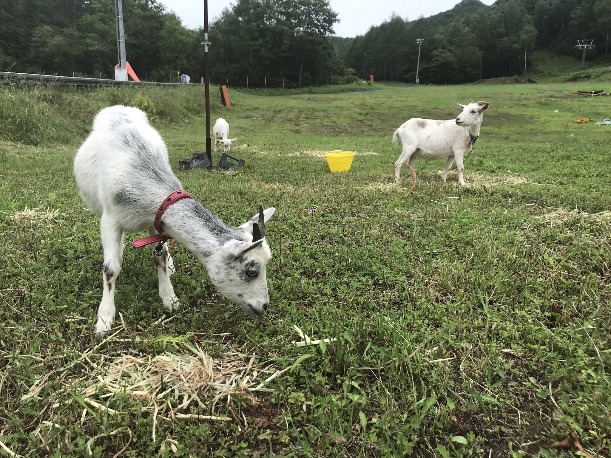 本日より9月1日までの間 シャトレーゼリゾート八ヶ岳夏営業は毎 19 07 南佐久 川上村 スキー場 シャトレーゼスキーリゾート八ヶ岳 本日より9月1日までの間 シャトレーゼリゾート八ヶ岳夏営業は毎 19 07 南佐久 川上村 スキー場 シャトレーゼスキーリゾート八ヶ岳