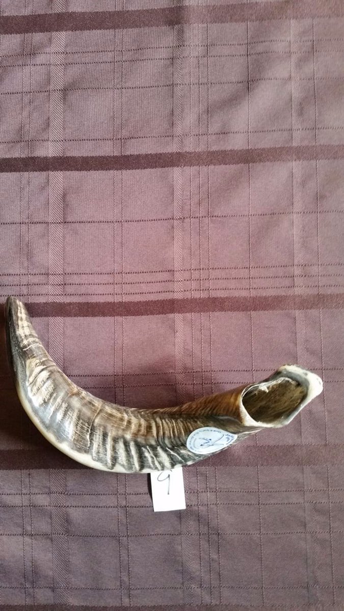 friendsofjacobs's tweet image. Jacob sheep shofars now available!