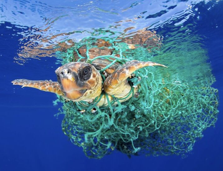 Daiichiib オーストラリアのいい所 プラスチック製品が少ない所 日本とオーストラリアの環境問題 に対する意識の差 身勝手な人間のせいでたくさんの生き物が命を落としています 環境汚染 プラスチック 地球環境 オーストラリア 福岡第一国際科