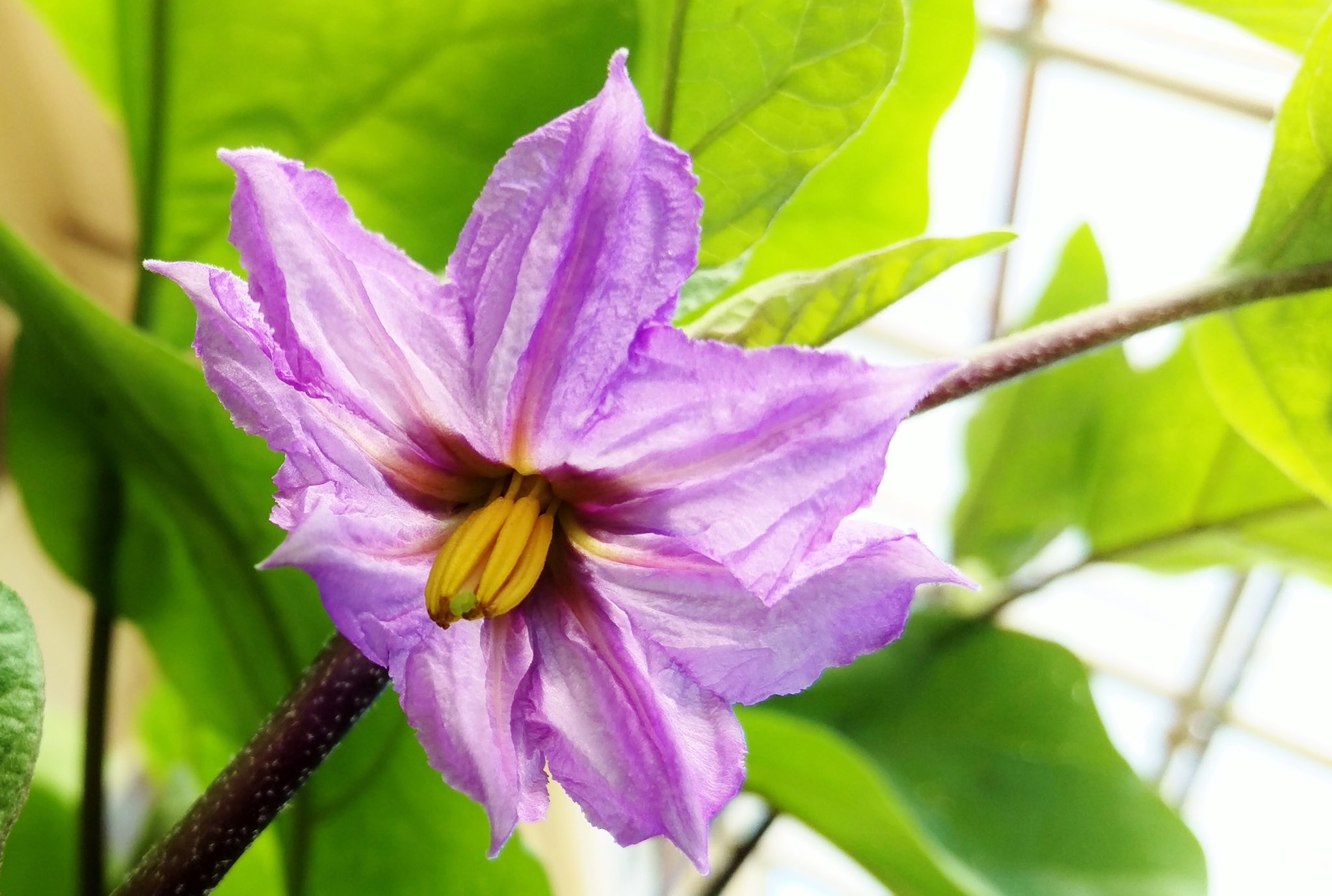 花 親の意見と 茄子 の花は 千に一つも無駄はない 茄子の花は必ず実をつける 親の意見も同様に 無駄がないということ 子を思って話す親の意見は 聞くべきであるという喩え 今日の誕生花 茄子 花言葉 真実 4時 ﾅｴ T Co