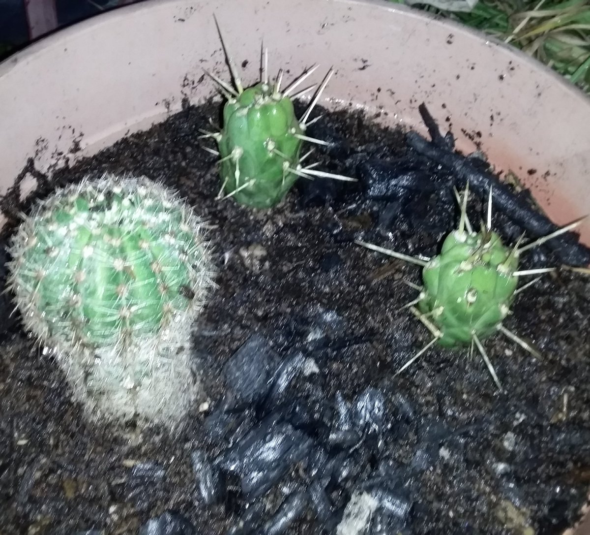 ElainMusk420's tweet image. #Cactus #offcuts r doin well 😄 #sapling #suculent #suculents #cacti #garden #plant #plants #potplant #gardening