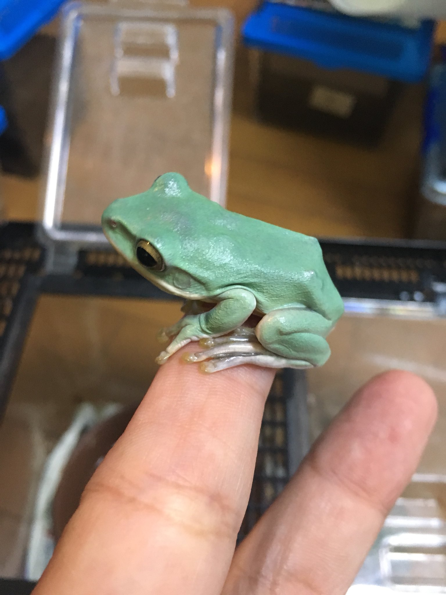 死にかけたくまや デニスフロッグ イエアメガエル メキシコフトアマガエル 水槽立ててフタを作ってツリーフロッグの混同飼育しませんか たのしいですよ 死にかけたくまや デニスフロッグ イエアメガエル メキシコフトアマガエル 水槽立ててフタを作ってツリーフロッグの混同飼育しませんか たのしいですよ