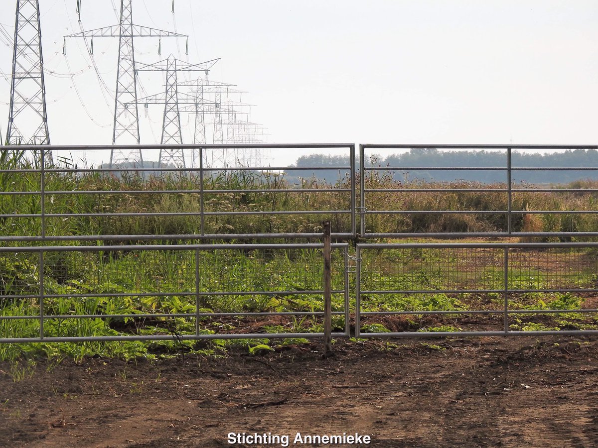 EnAnnemieke's tweet photo. Alleen buitenkant is gemaaid in nieuwe etalage van Nationaal Park Nieuwland, langs A6.Binnenkant staat nog vol troep en giftige planten!Onbegrijpelijk dat ze op dat stuk paarden gaan neerzetten! Ook hebben ze daar weinig beschutting. Zaterdag 20 juli 2019. #oostvaardersplassen https://t.co/qGIvR5jBXY