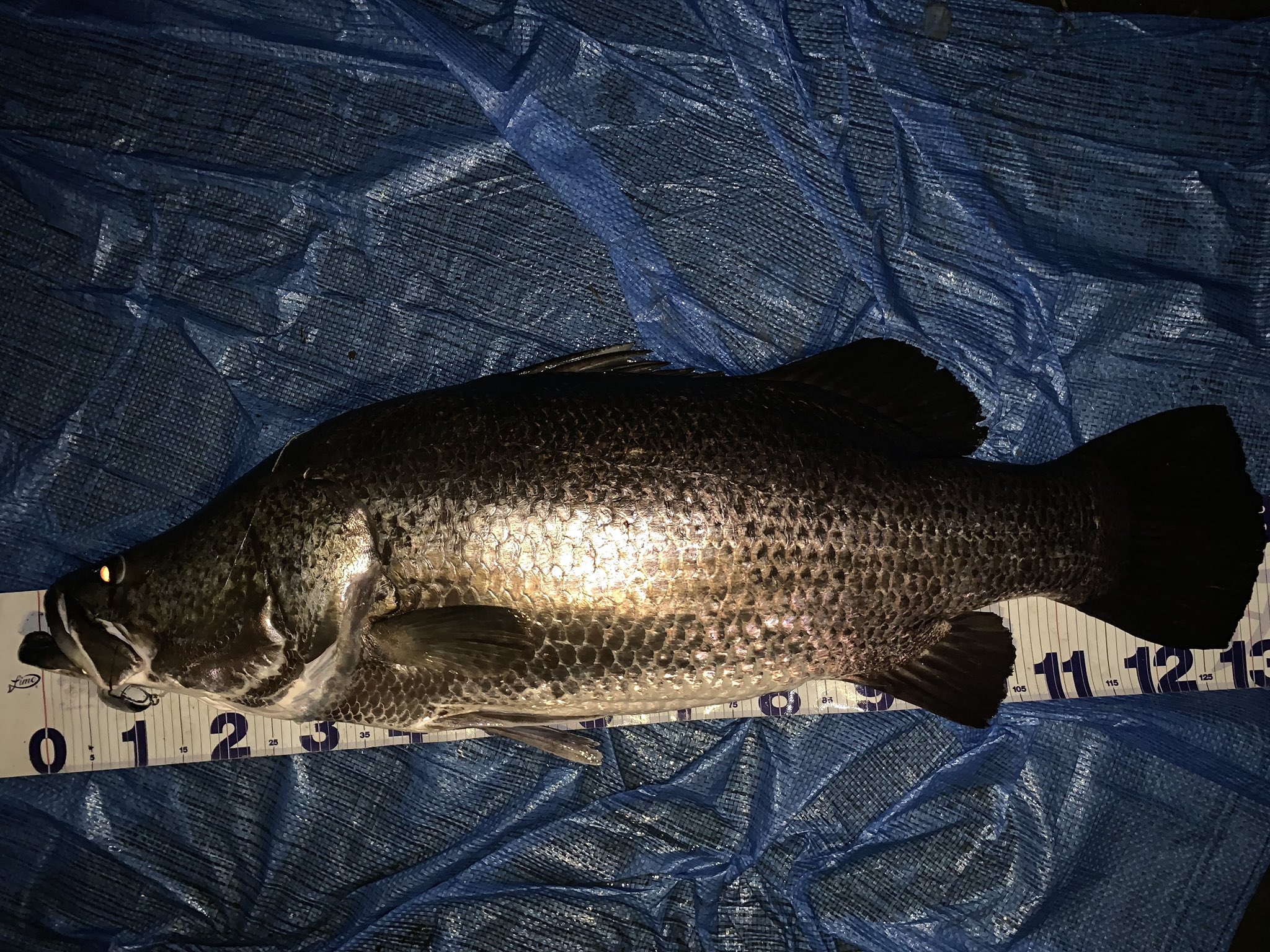 名人 アカメ132cm ほぼゼロから 場所釣り方まで自力で開拓した結果 ご褒美が貰えた気分 ウロコでけえ 笑 あと 90オーバーも釣れた T Co Q1xjs7kvsu Twitter 名人 アカメ132cm ほぼゼロから 場所釣り方まで自力で開拓した結果 ご褒美が貰えた気分 ウロコでけえ 笑 あと 90オーバーも釣れた T Co Q1xjs7kvsu Twitter