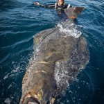 「タイセイヨウオヒョウ」・ノルウェーで釣り上げられた超巨大魚!!