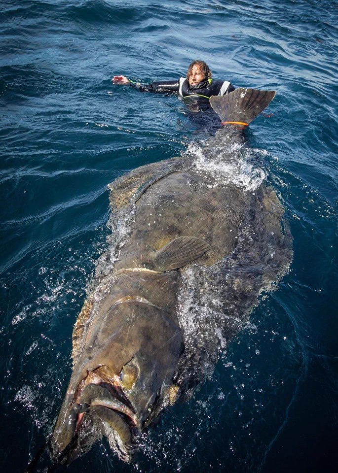 「タイセイヨウオヒョウ」・ノルウェーで釣り上げられた超巨大魚!!!!