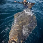 「タイセイヨウオヒョウ」・ノルウェーで釣り上げられた超巨大魚!!