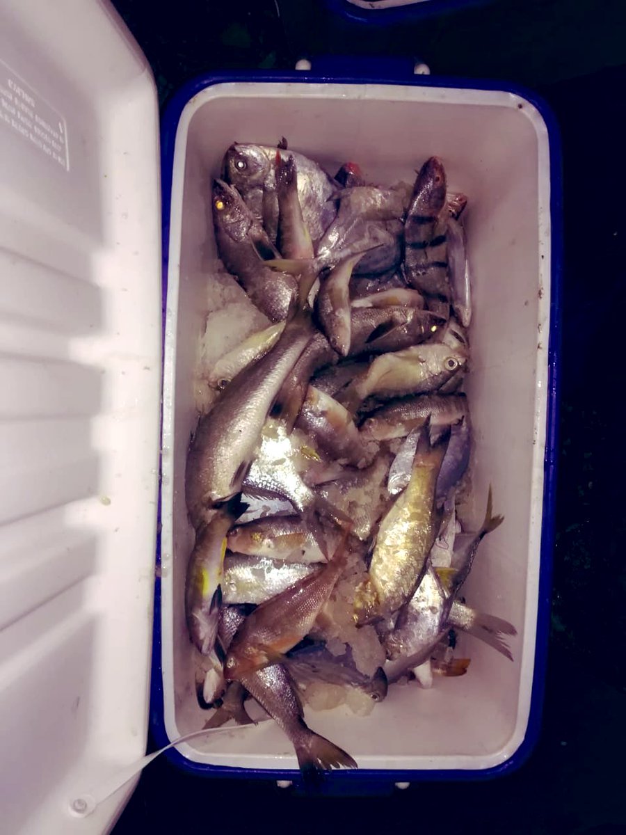 IpiapEcuador's tweet photo. Investigadores del @InpEcuador realizan seguimiento a la pesca artesanal de peces demersales en #Engabao #Guayas, se registró una flota activa de aproximadamente 150 embarcaciones que tienen como pesca objetivo la #cachema y otros peces como #robalo #mojarra #lisa, etc. https://t.co/UL2SeYFcBb