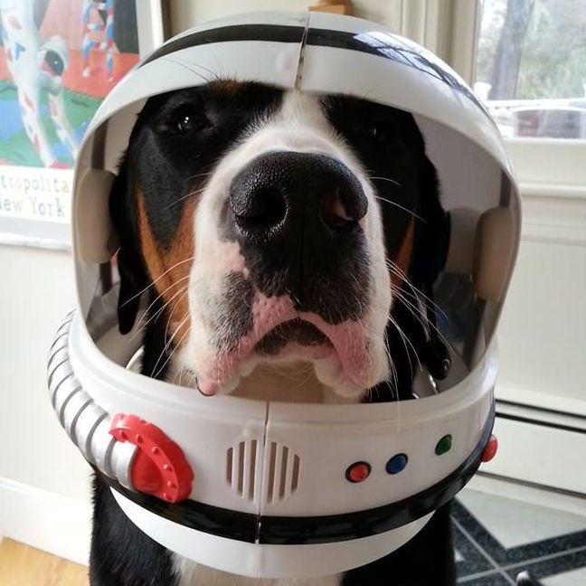 woodardcurran's tweet photo. βThat's one small step for a canine, one giant leap for canine-kind.β β Brunson as Neil Armstrong @NASA @ExploreSpaceKSC #PetsofWC #DogDaysofSummer #BrunsonToGroundControl #Apollo50 #MoonLanding #EngineersontheMoon
(πΈ Tom Berkowitz) https://t.co/oHzhKOJxXl