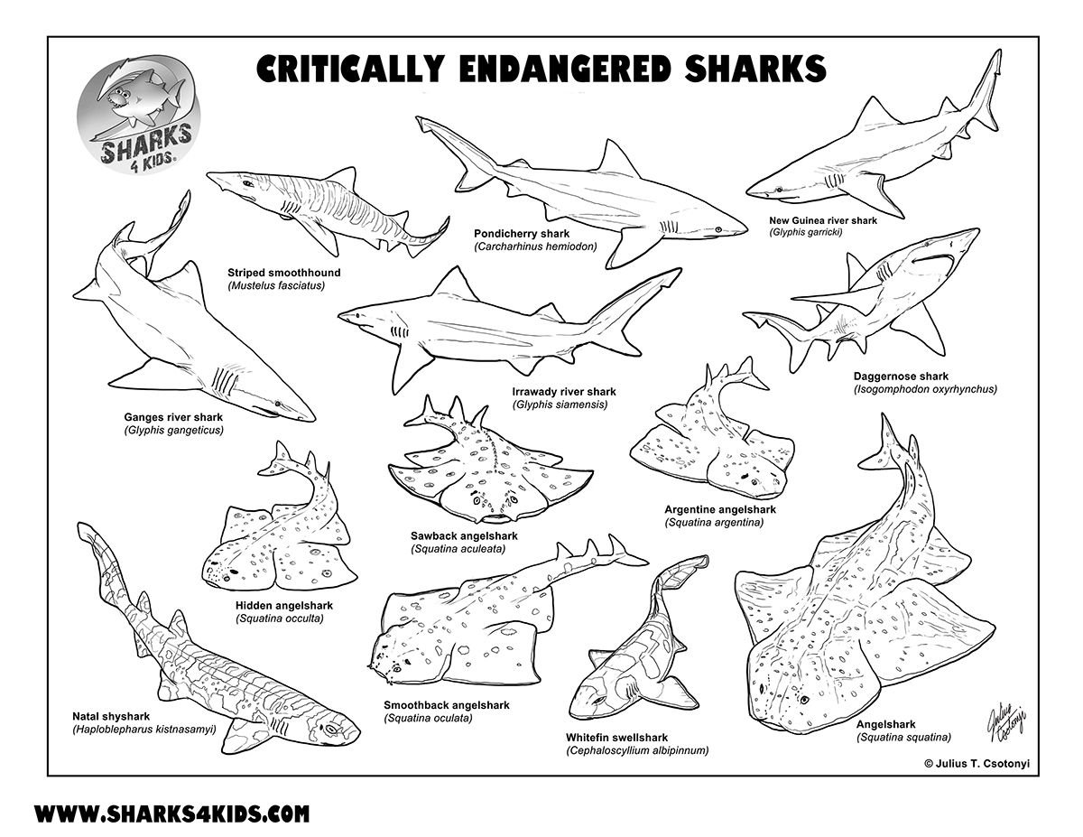 Shark Education tweet media