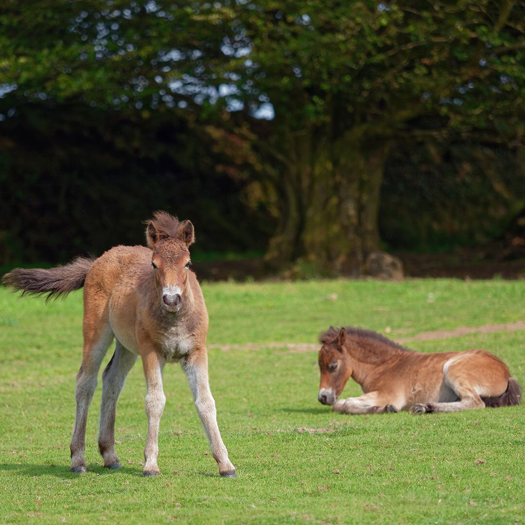 Devonshire Magazine tweet media