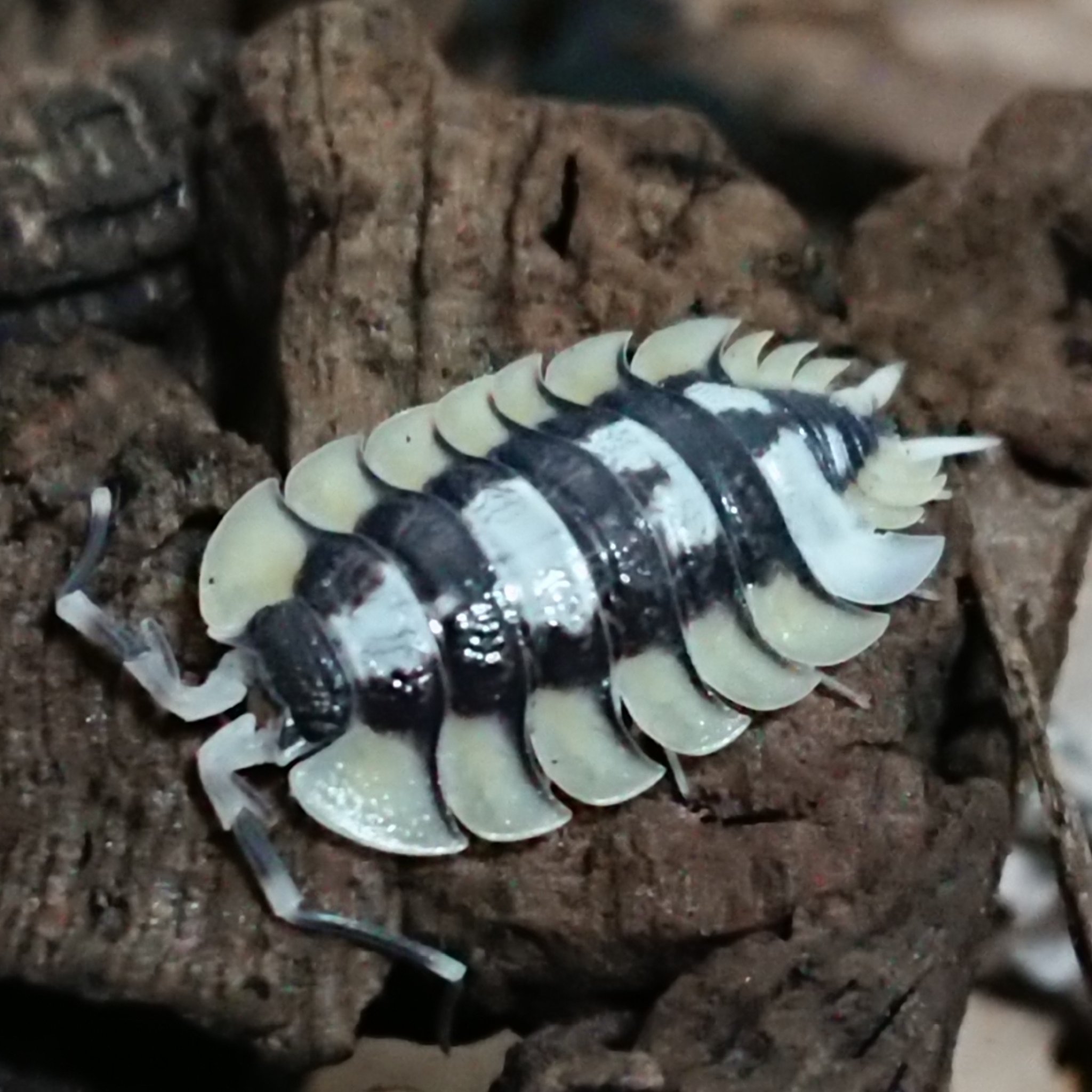 エキスパンサスフチゾリオオワラジムシ10匹