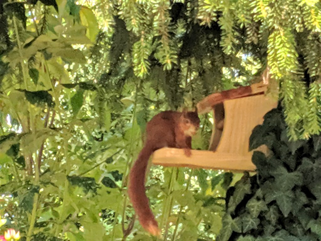 lichtbildmacher's tweet photo. Zum Trost hatte ich im Garten gerade Besuch. #Eichhörchen #Futterstelle https://t.co/fwDGAG85cW