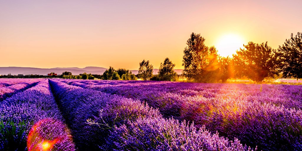 VillageSemence's tweet photo. #Parfum #enivrant, #couleur apaisante, forme #unique... Un #brin de #lavande et nous voilà transportés en #Provence, en plein #été... Bon #samedi ! 
#VillageSemence #agriculture #champs #nature #fleurs #semences  #lavandin https://t.co/vVlkSWQ2cc