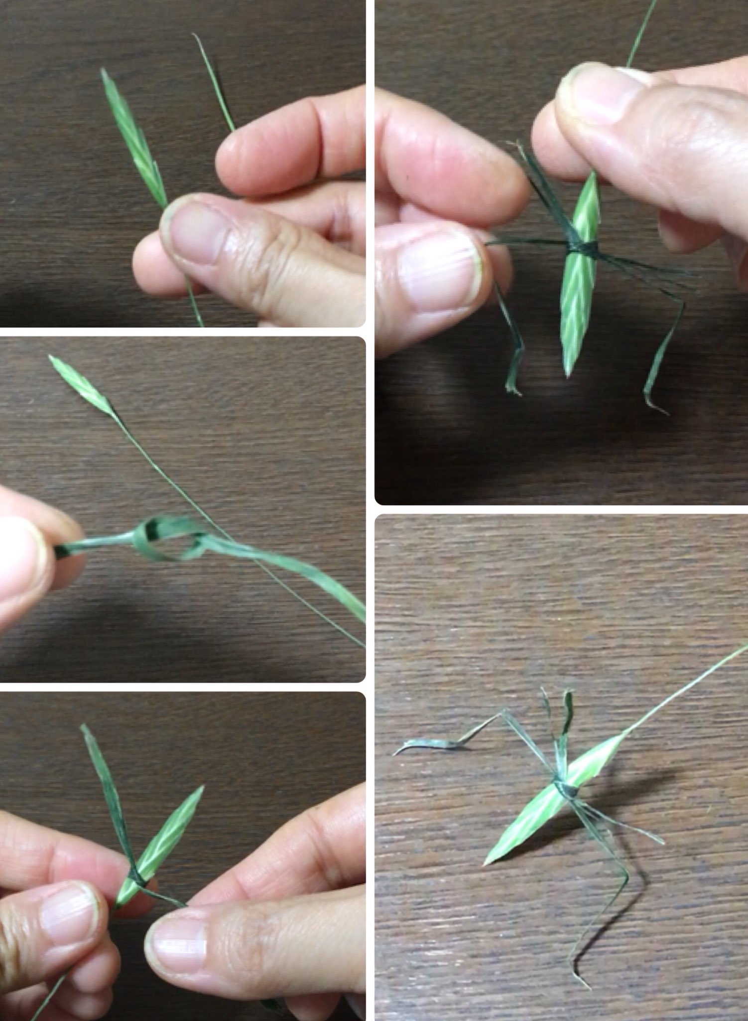 تويتر Inori على تويتر イヌムギでショウリョウバッタを作りました 名前の由来は精霊流しの精霊船に似ているからだそうです イヌムギの穂をバッタにしたいと考えていたところ葉っぱが意外と柔らかく縦に気持ちよく割けたので葉で脚を作ることにしました ご本人