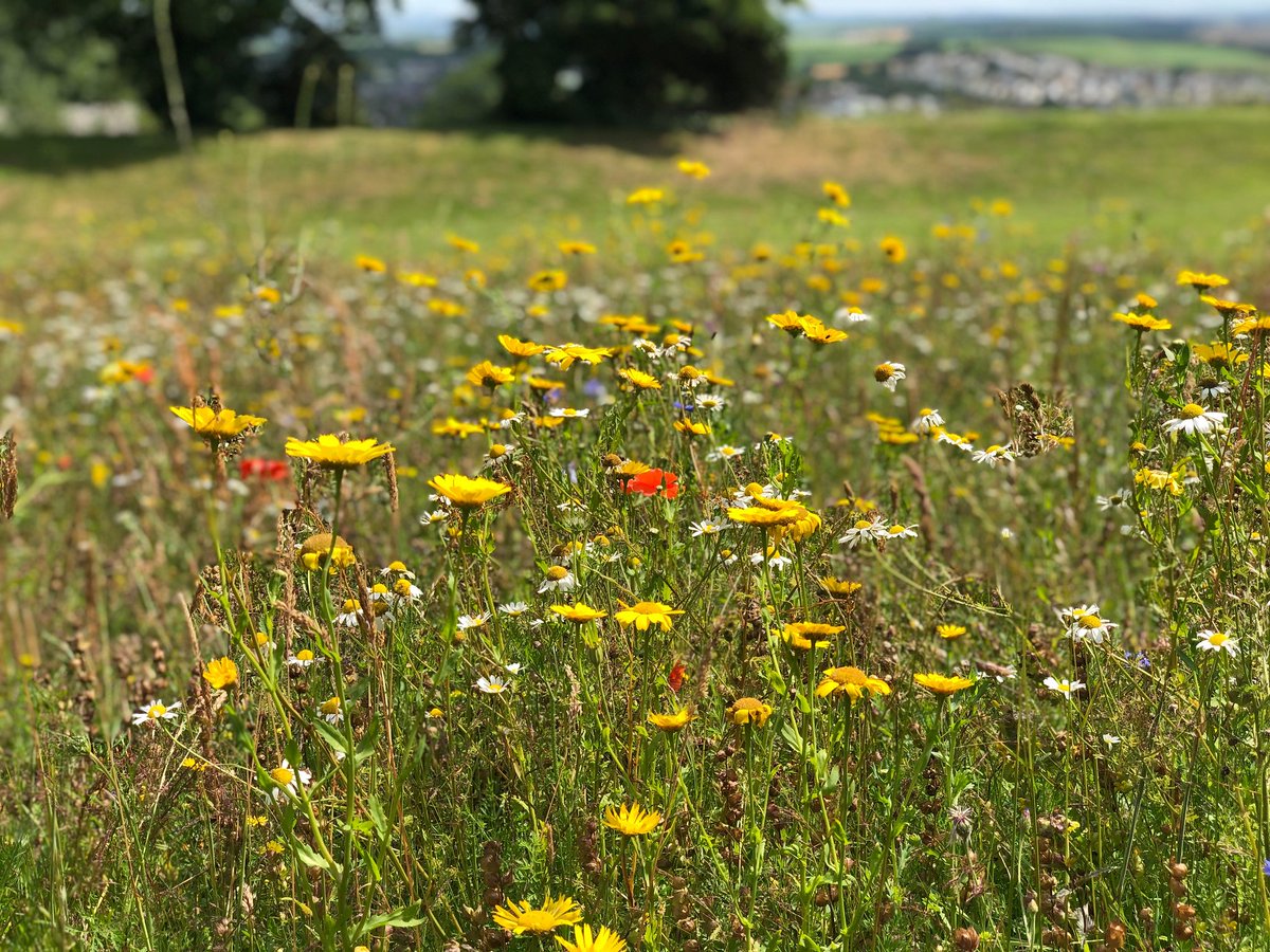 Buzz_dont_tweet's tweet photo. The cornfield annuals in the #UrbanBuzz meadow at Coronation Park in #Wadebridge #Cornwall have been looking lovely in the sunshine. Thanks to Wadebridge Town Council for sharing the photos with us. @BiffaAward @edenproject https://t.co/30L0yXy6n4