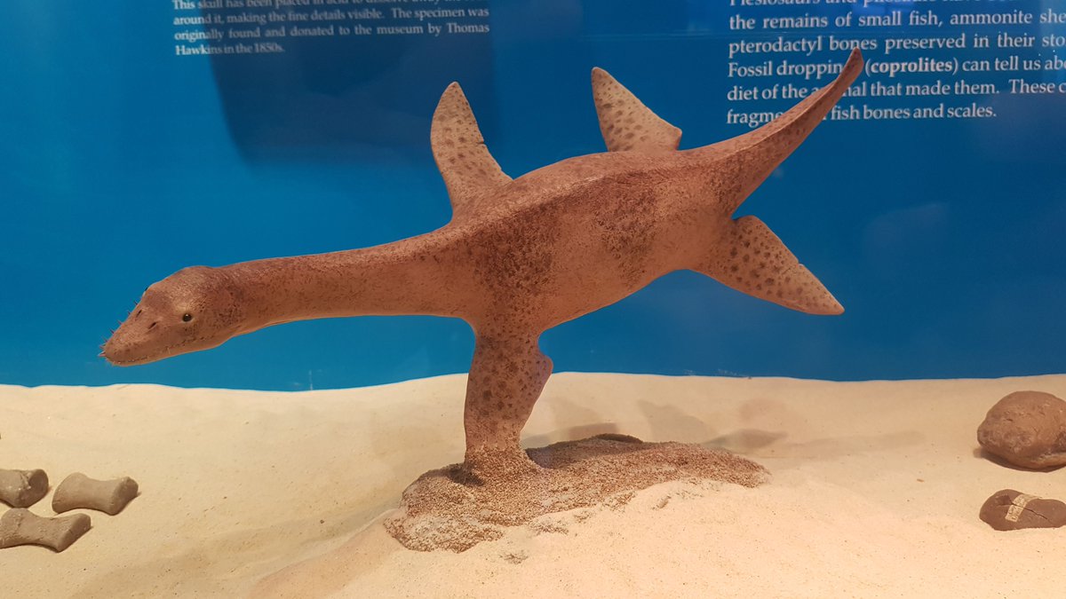 SedgwickMuseum's tweet photo. We're delighted to announce that our fantastic new Cryptoclidus model, by student and modelmaker @hiddenbeasts is up for @CambsMPO @MuseumsinCambs 'Object of the Year' Award. Visit https://t.co/EeJdYUGSYt before September 1st to vote! #cambridgeshire #museums #objectoftheyear https://t.co/O29zFJ8gJE