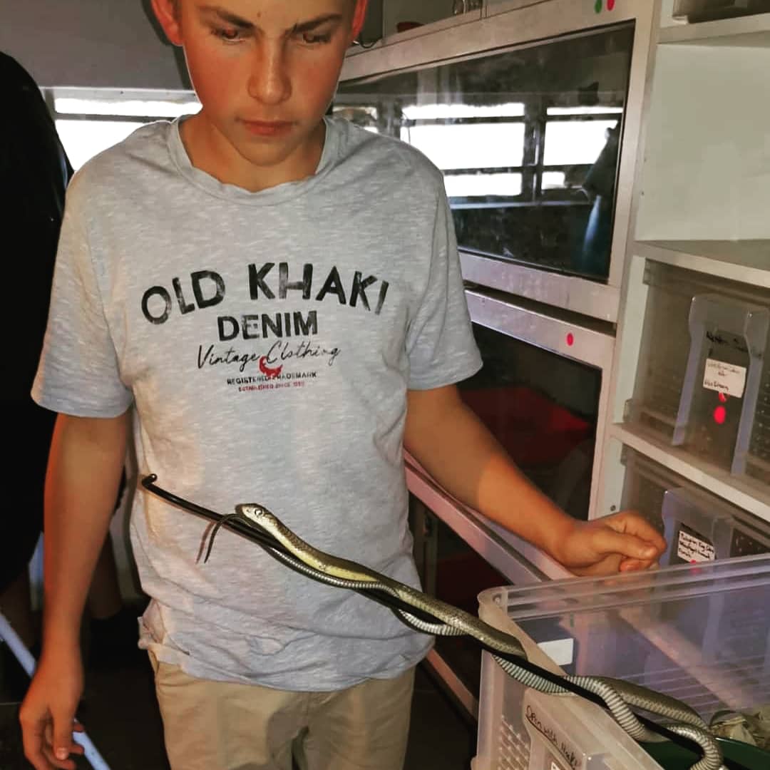 👑Ophiophagus hannah/King cobra🐍

I finally got the opportunity to work with these amazing animals!